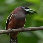 Sample 4 – Broadbill