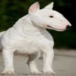 Sample 5 – Bull terrier