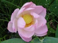 Sample 1 – Lotus