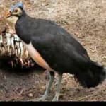 Sample of Maleo