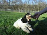 Sample 6 – Cocker spaniel