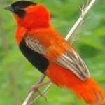 Sample 5 – Northern red bishop