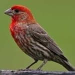 Sample 3 – Purple finch