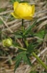 Sample 1 – Globe flower