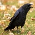 Sample 1 – Crow