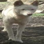 Sample 2 – Dingo