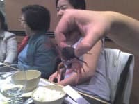 Sample 1 – Crayfish