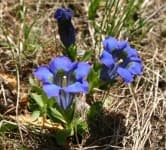 Sample 1 – Stemless gentian