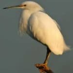 Sample 6 – Snowy egret