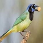 Sample 2 – Green jay