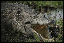 Sample 2 – African crocodile