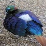Sample 6 – Himalayan monal