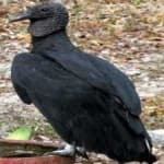 Sample 5 – Black vulture
