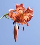 Sample 5 – Tiger lily