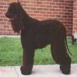 Sample 3 – Irish spaniel