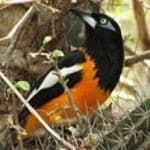 Sample 1 – Venezuelian troupial