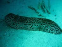 Sample 4 – Sea cucumber