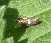 Sample 6 – Leafhopper