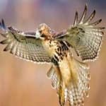 Sample 5 – Red tailed hawk