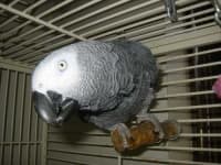 Sample 2 – African grey