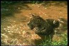 Sample 4 – Leopards