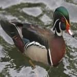 Sample 6 – Wood duck