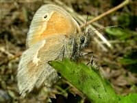 Sample 2 – Ringlet