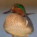 Sample 4 – Teal duck