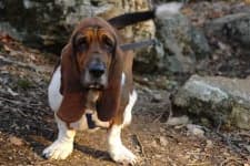Sample 3 – Basset hound