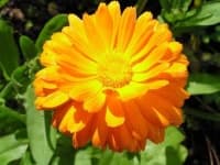 Sample 6 – English marigold