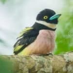 Sample 13 – Black yellow broadbill