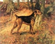 Sample 1 – Airedale