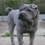 Sample 5 – Shar pei