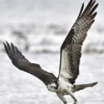Sample of Osprey
