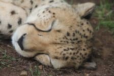 Sample 4 – Cheetah