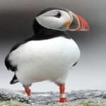 Sample 4 – Puffin