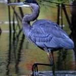 Sample 2 – Blue heron