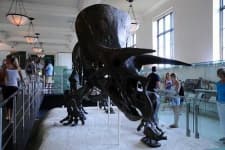Sample 5 – Triceratops
