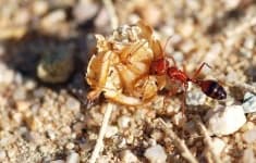 Sample of Ant