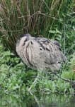Sample 3 – Bittern
