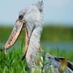 Sample 2 – Shoebill