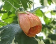 Sample 6 – Mallow
