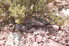 Sample 1 – Whiptail