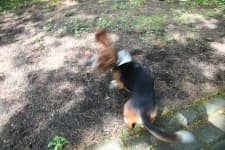 Sample 1 – Basset