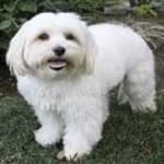 Sample 2 – Maltese
