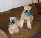 Sample 3 – Soft coated wheaten terrier