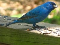 Sample 6 – Indigo bunting