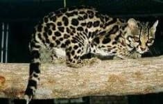 Sample 2 – Wild cat