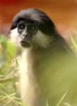 Sample 4 – Guenon