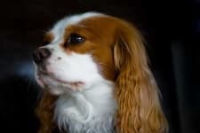 Sample 2 – Blenheim spaniel